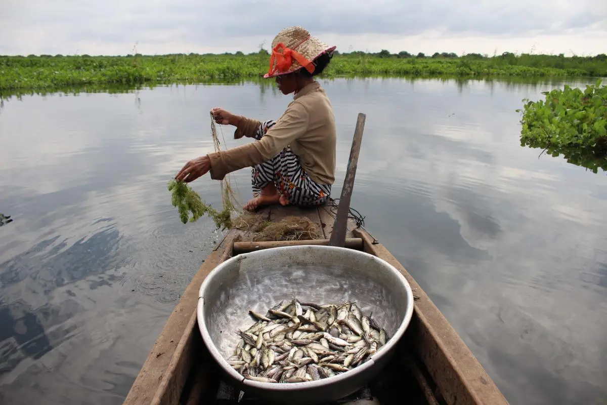Fisher in Boeung Chhmar Ramsar Site 