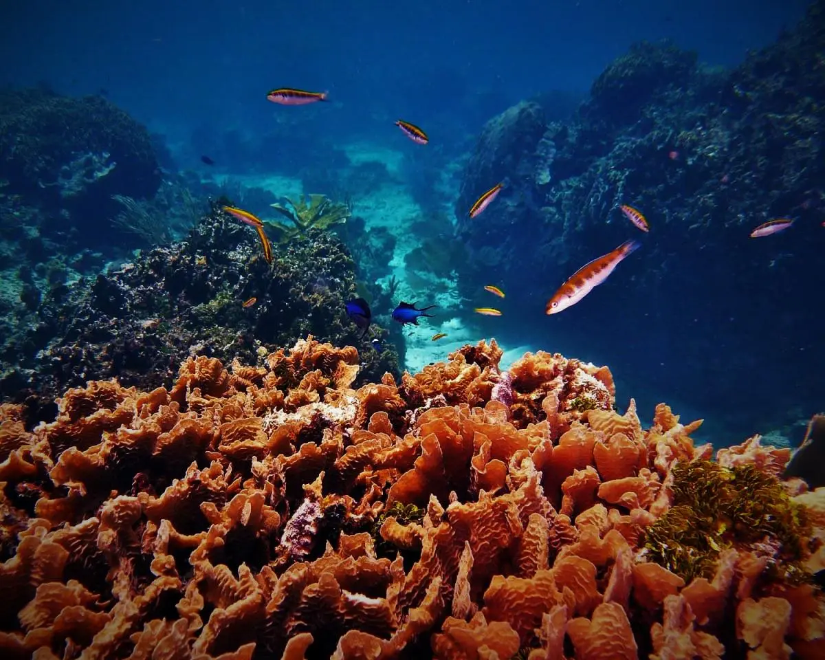 Coral reef in Roatán, Honduras