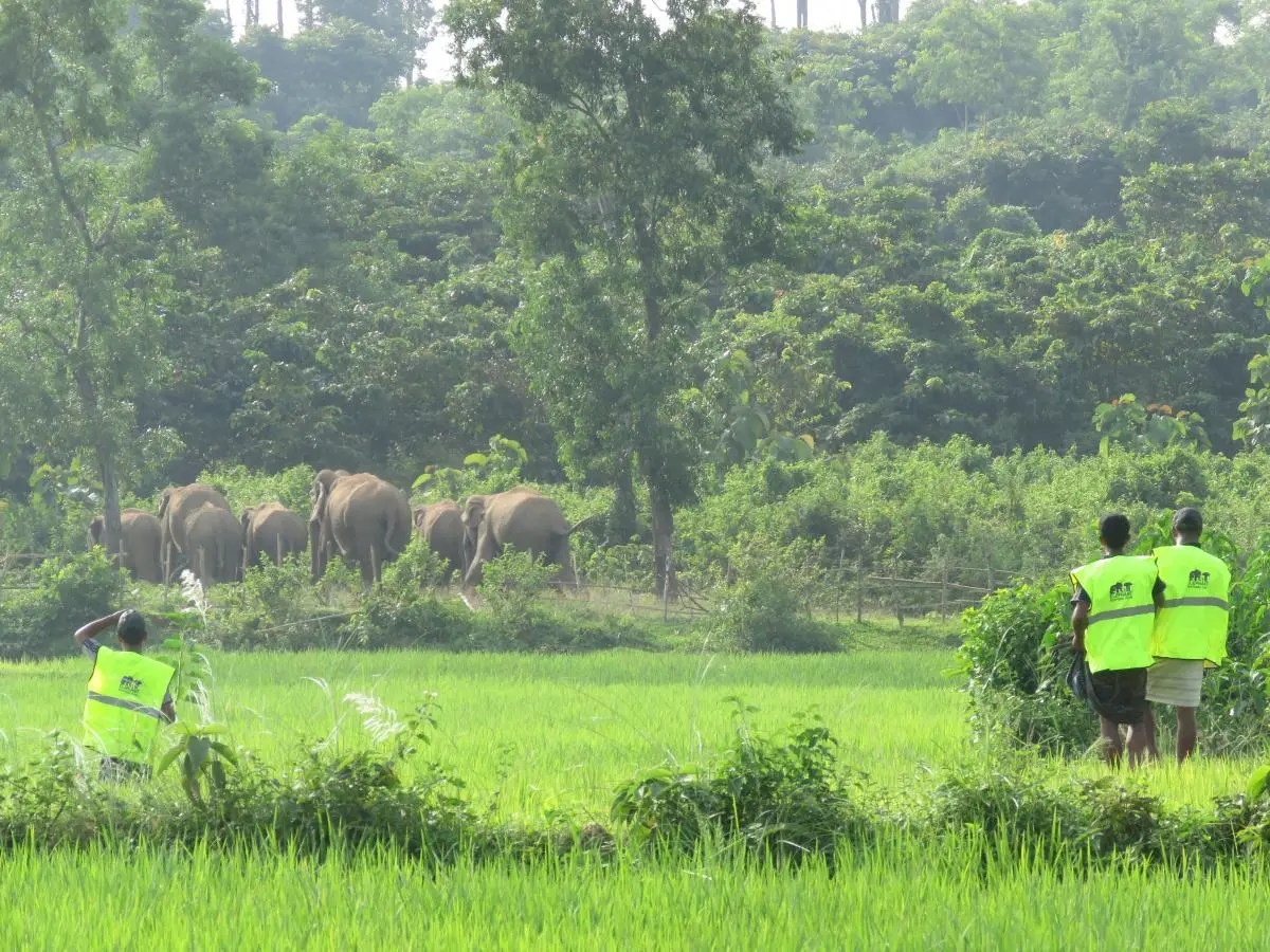 Elephant Response Team (ERT) is chasing away elephants invading paddy fields, Sherpur, Bangladesh.