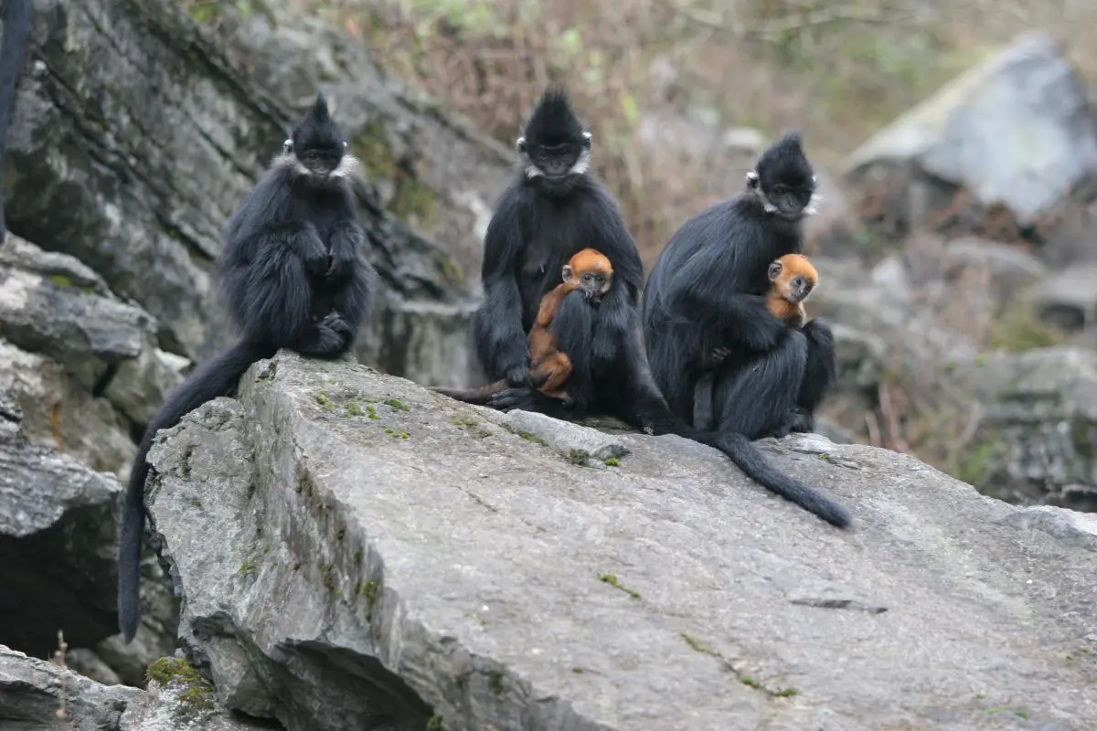 Endangered François' langurs (Trachypithecus francoisi) and young in Viet Nam