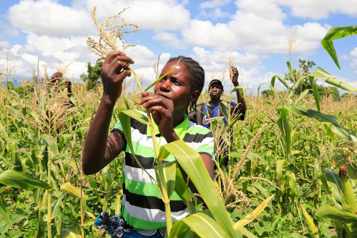 Harvesting maize, Tete Province, Mozambique. SUSTAIN Initiative