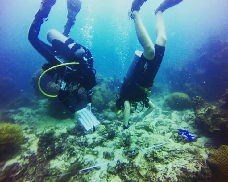 Two divers examine a coral substrate