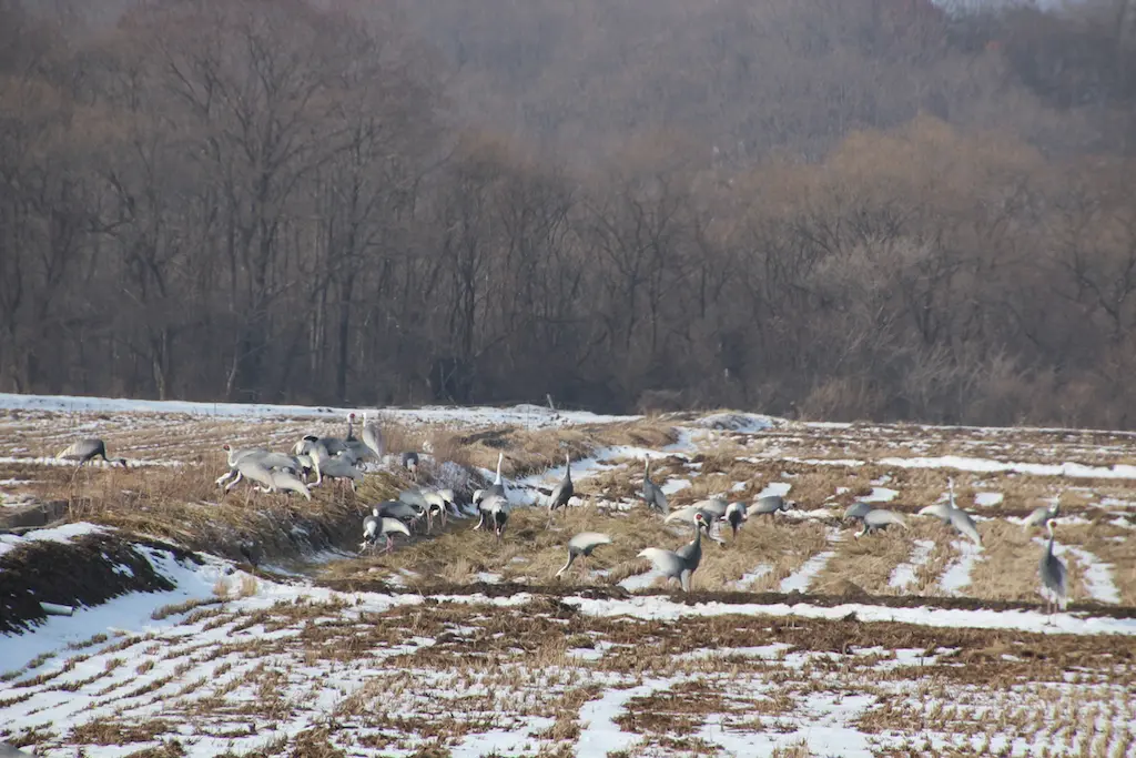 White-naped cranes (Grus vipio) in the South Korean Civilian Control Zone (CCZ) with the immediately adjacent Korean Demilitarized Zone (DMZ) in the background.  Photo by George W. Archibald in December 2012, by permission.
