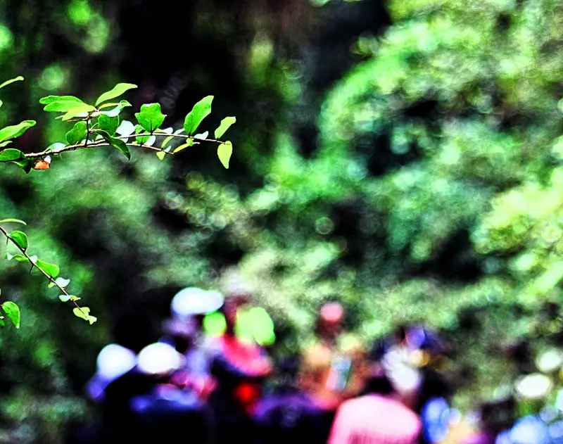 blurred people in forest with branch in foreground