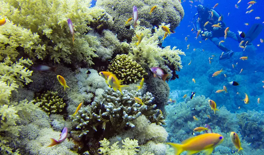 Corals Red Sea