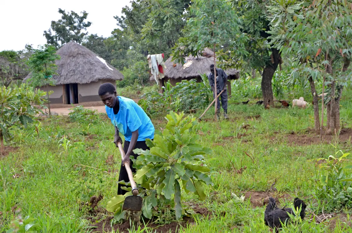 woman in blue shirt hoeing ground near tree. thatched house in background