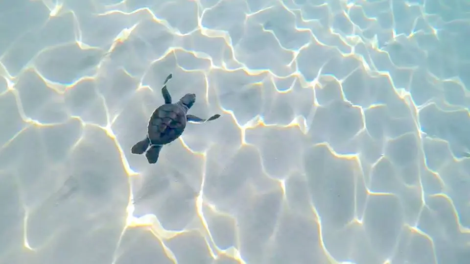 A newly born sea turtle in Con Dao NP