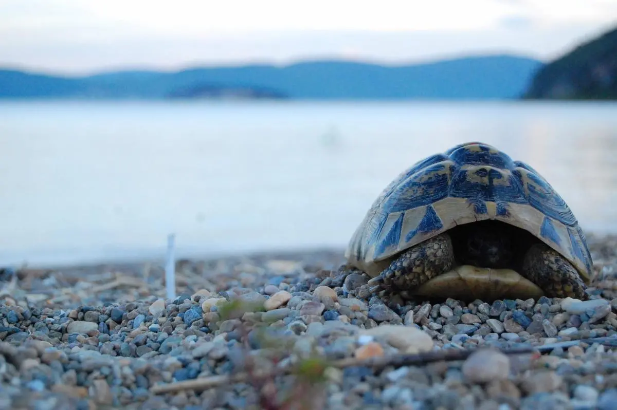 Hermann’s Tortoise_assessed as Vulnerable in North Macedonia