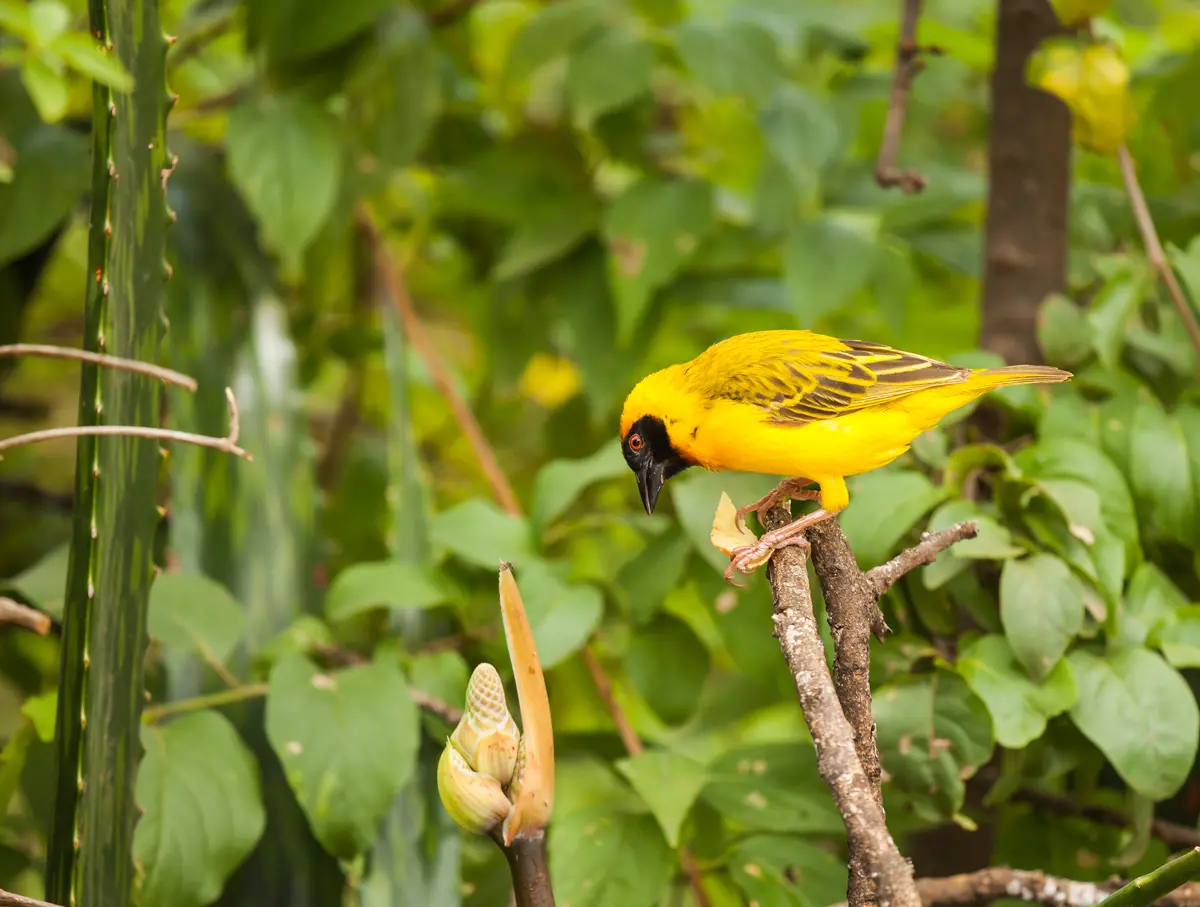 yellow bird on branch with leaves all around
