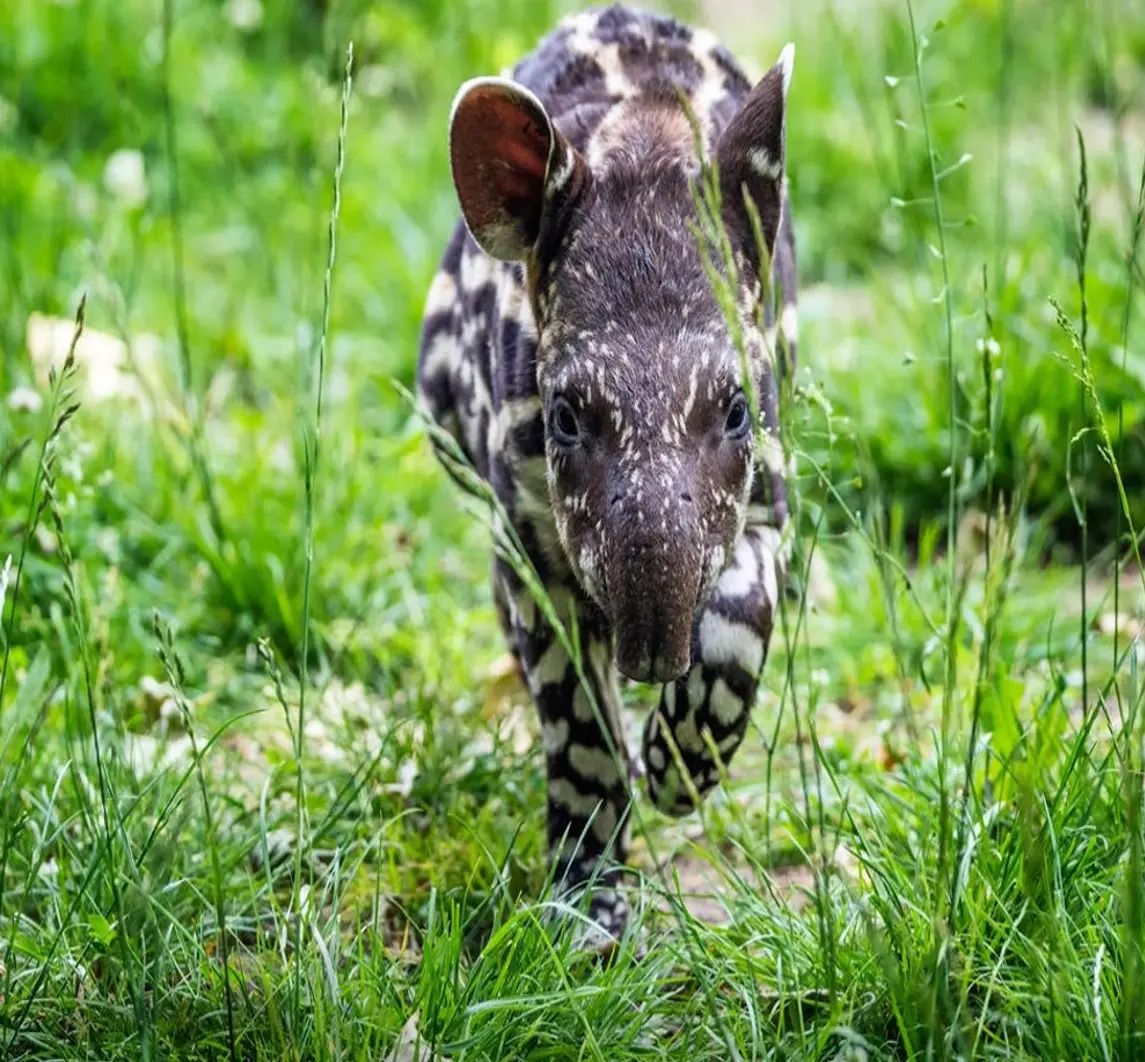 Baby tapir, Amazon