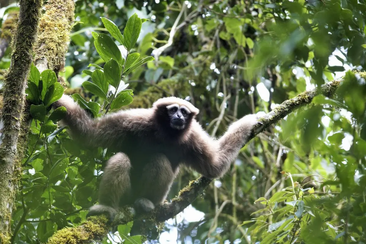 Adult female Skywalker Hoolock Gibbon (Hoolock tianxing)
