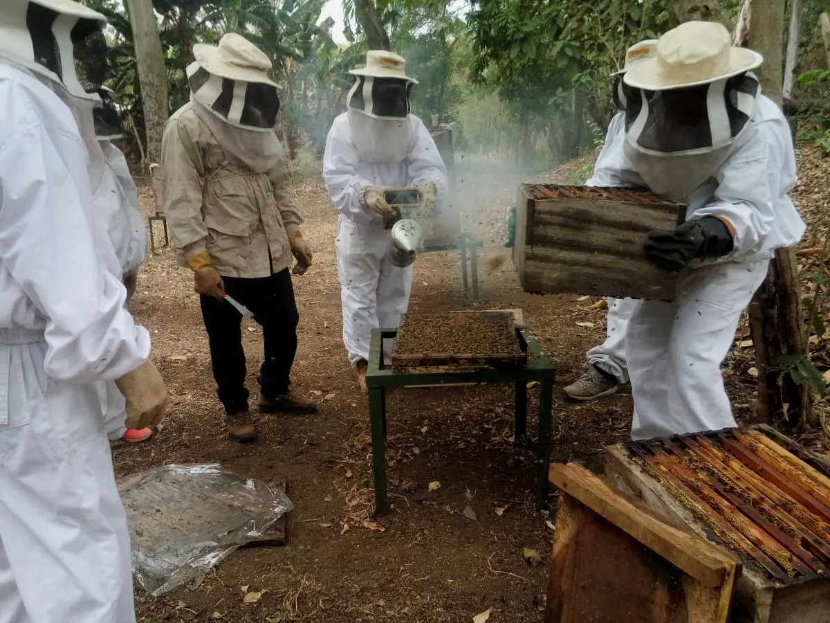 El entrenamiento técnico le permitió a estos pescadores y extractores de cangrejo azul prepararse como apicultores para diversificar sus fuentes de ingresos económicos.