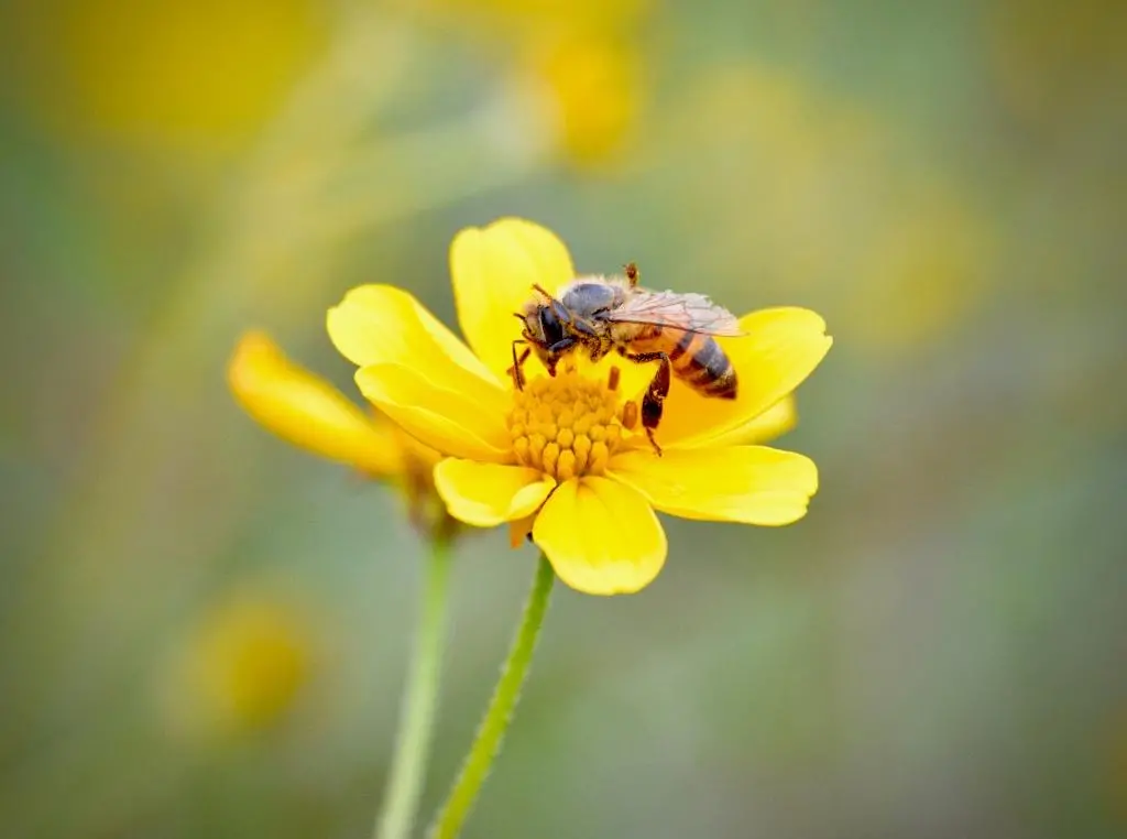 Bee on flower - Photo by African People & Wildlife-Samson Beah