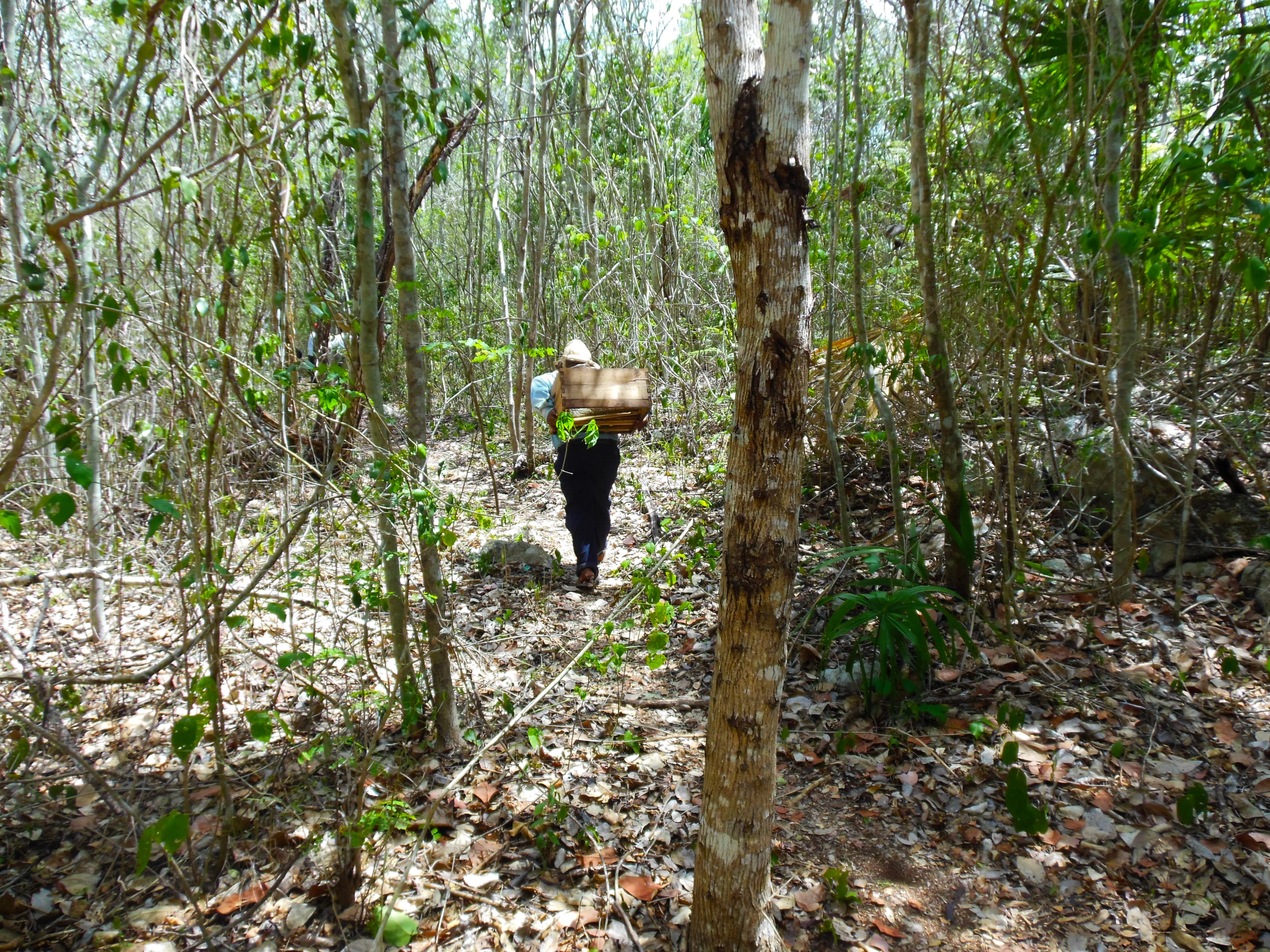 Bee keeping in a Mexican forest