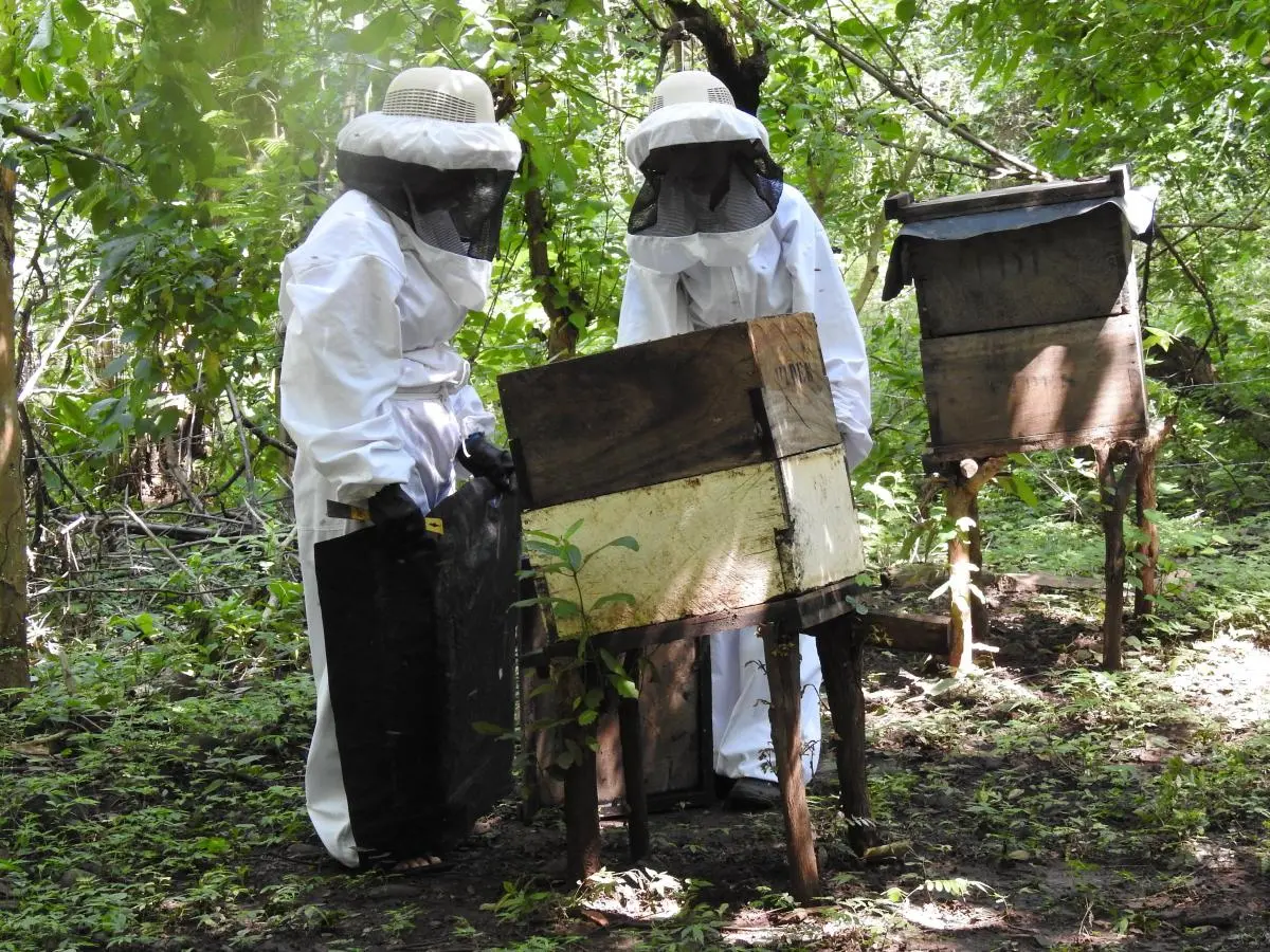 El Programa de Pequeñas Donaciones del Proyecto Regional de Biodiversidad Costera pretende apoyar alternativas productivas, como la apicultura, para mejorar los medios de vida de la gente de las costas.