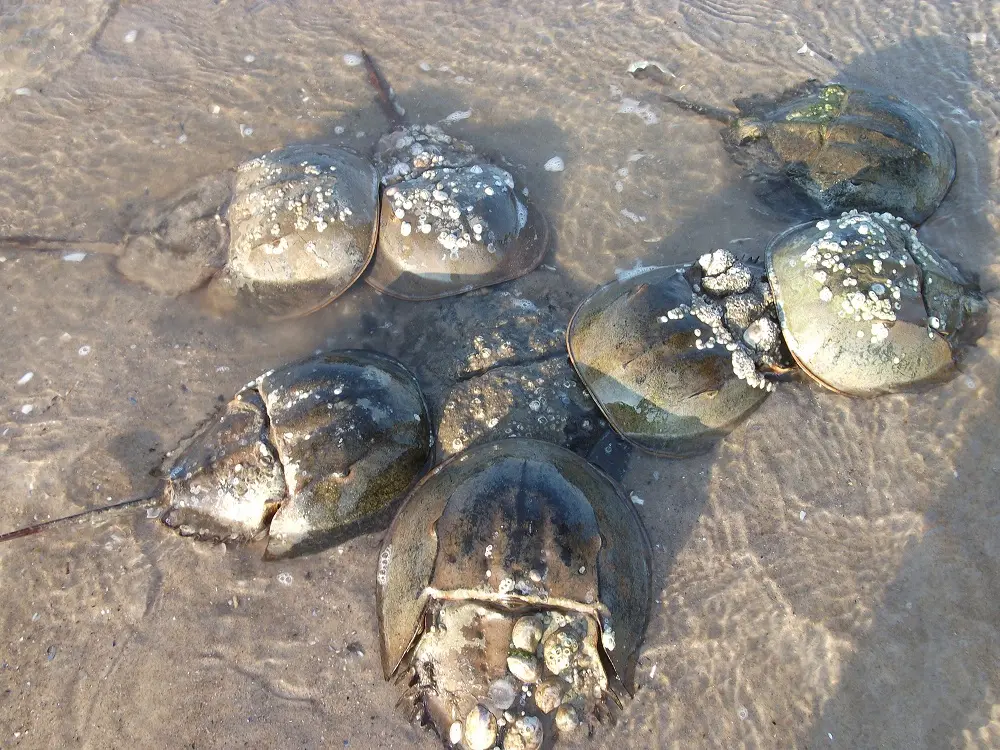 Mating cluster of American horseshoe crabs at Plumb Beach, New York, USA.