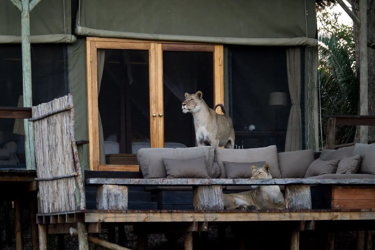 Lionesses in safari lodge