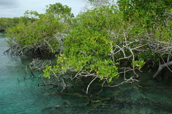 Mangroves provide nature-based solutions for society, including business.