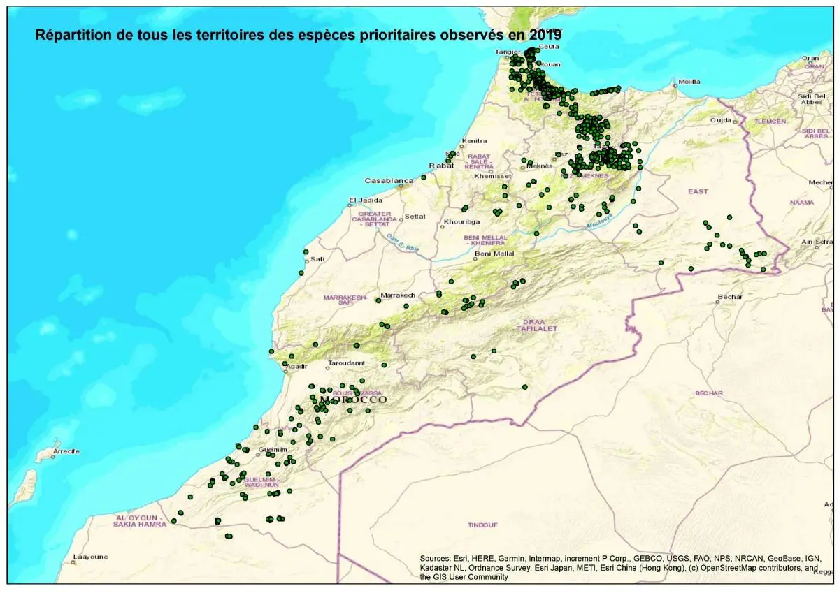 rapaces maroc raptors morocco