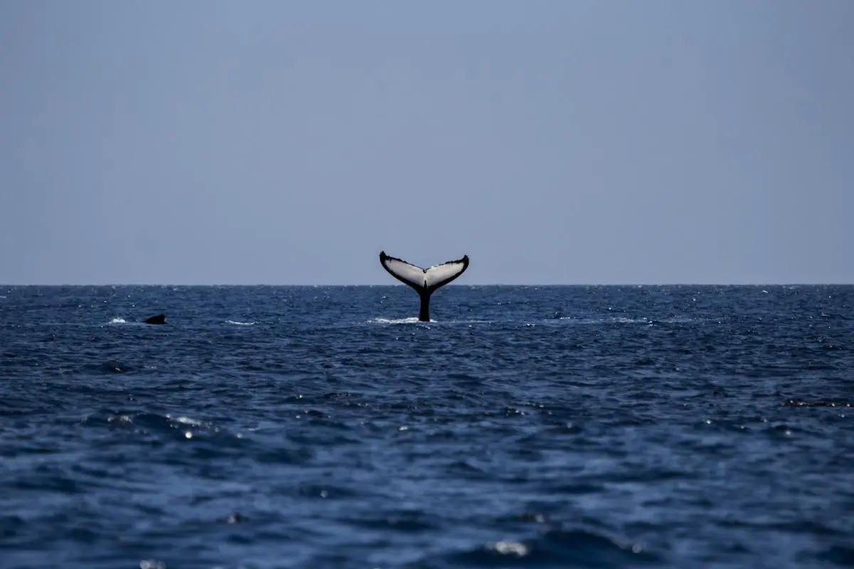 Humpback whale on the open ocean