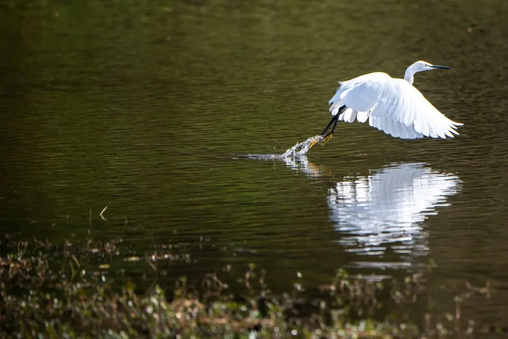 Wetlands provide essential habitat for wading birds like egrets