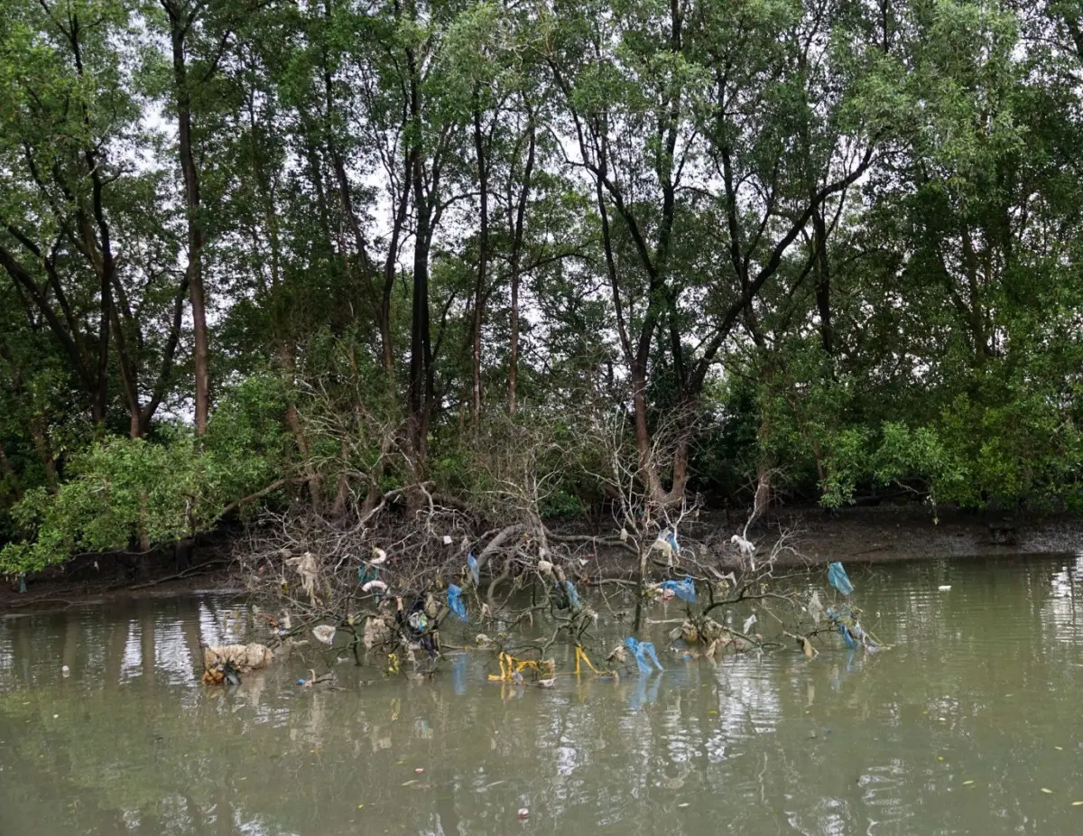 Mangroves in Thailand