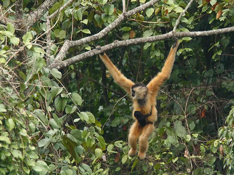Adult female of Cao Vit gibbon with a one-month old baby