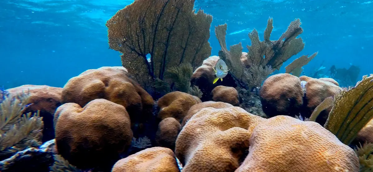 Calabash Caye underwater, Turneffe atoll, Belize, BNCFF
