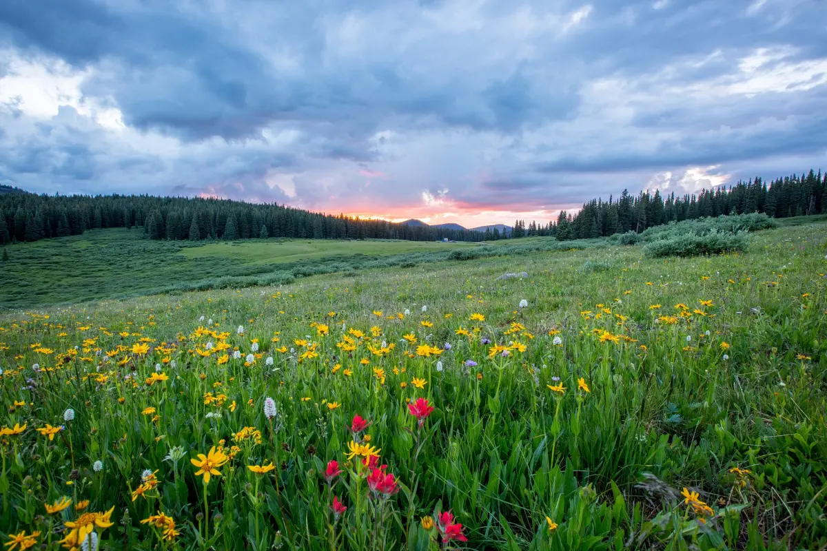 a meadow with wildflowers