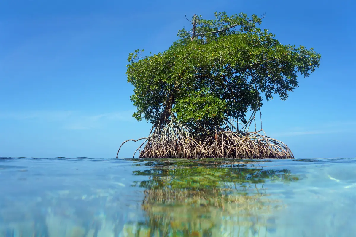View from water surface, an islet of mangrove with blue sky in background