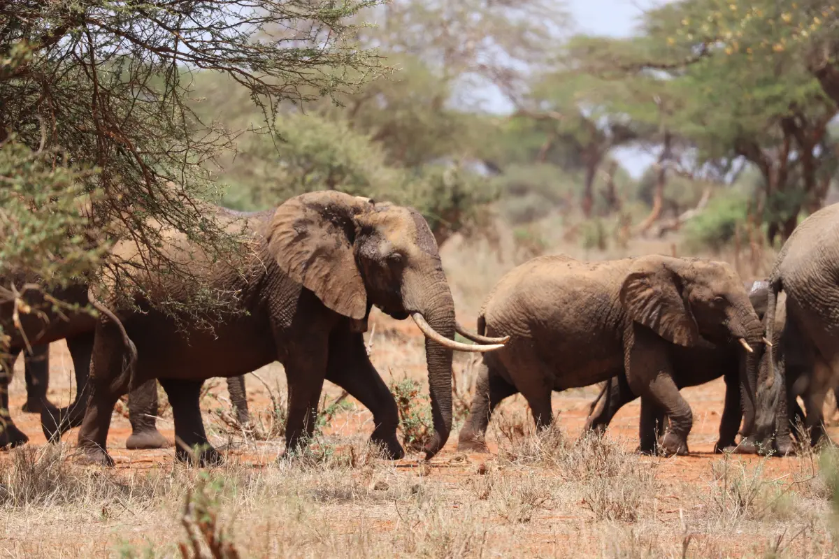 Endangered African Savanna Elephants, Loxodonta africana, in Tsavo