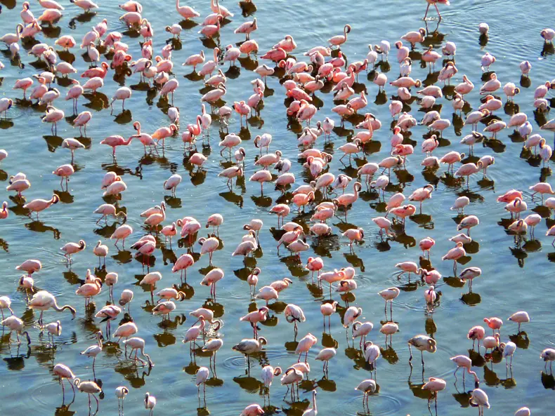 Flamingos in Lake Bogoria