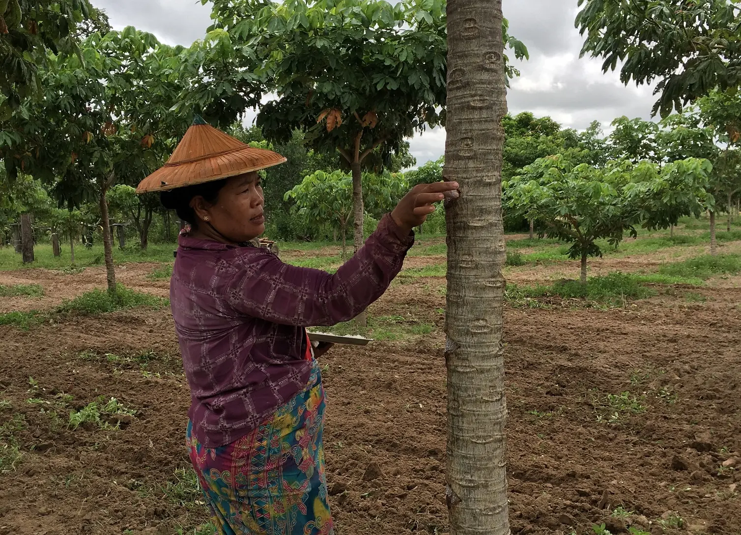 A woman harvesting resin from Sterculia versicolor plantation 
