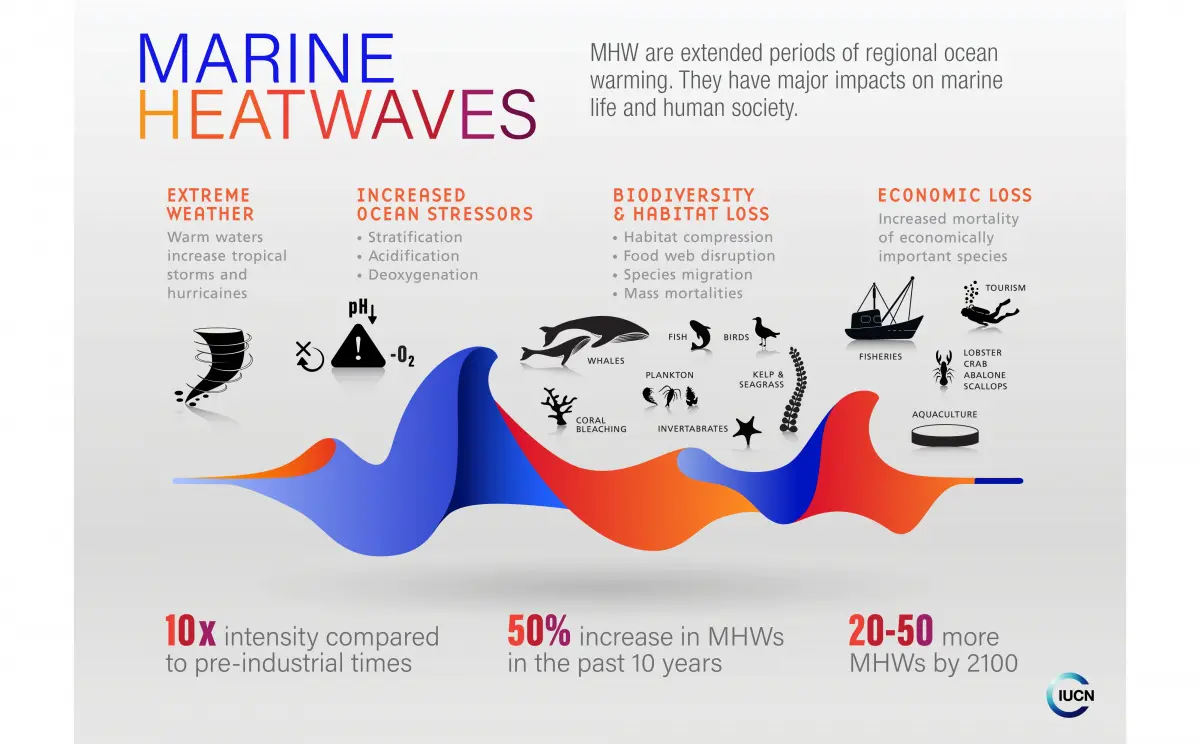 Marine Heatwaves infographic