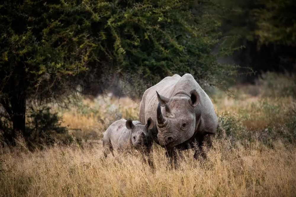 Rhino mother and calf, Kruger National Park, South Africa