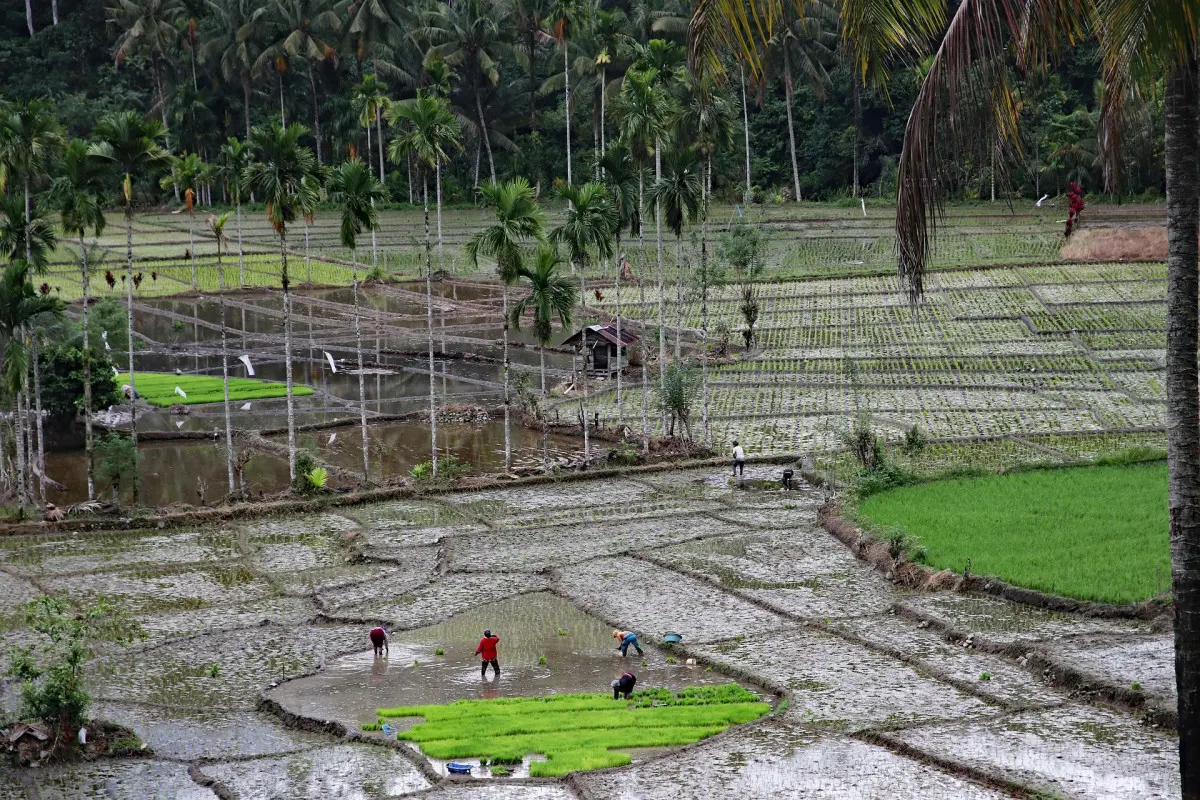 Rice field, Sumatra