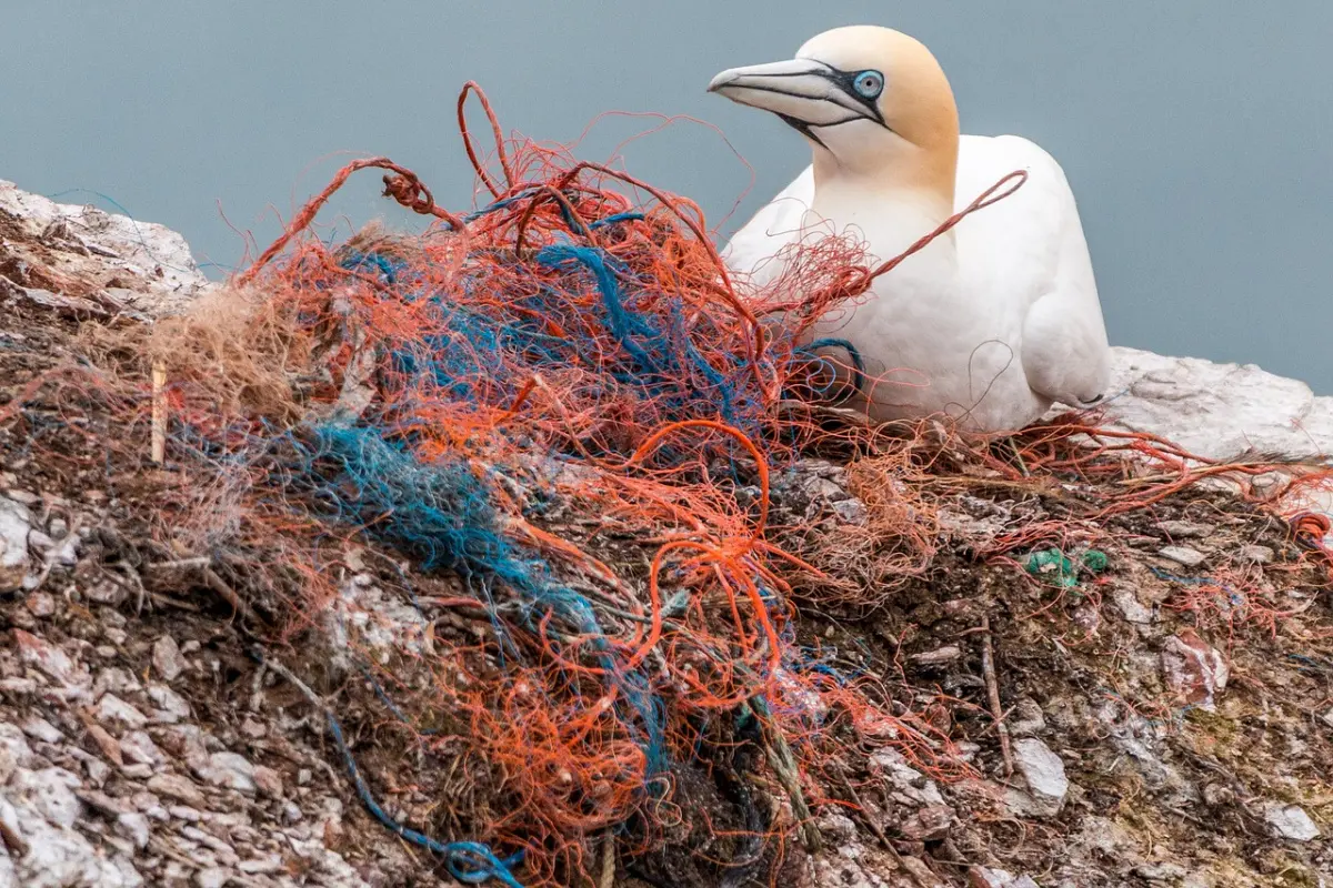 Gannet and discarded or lost fishing gear