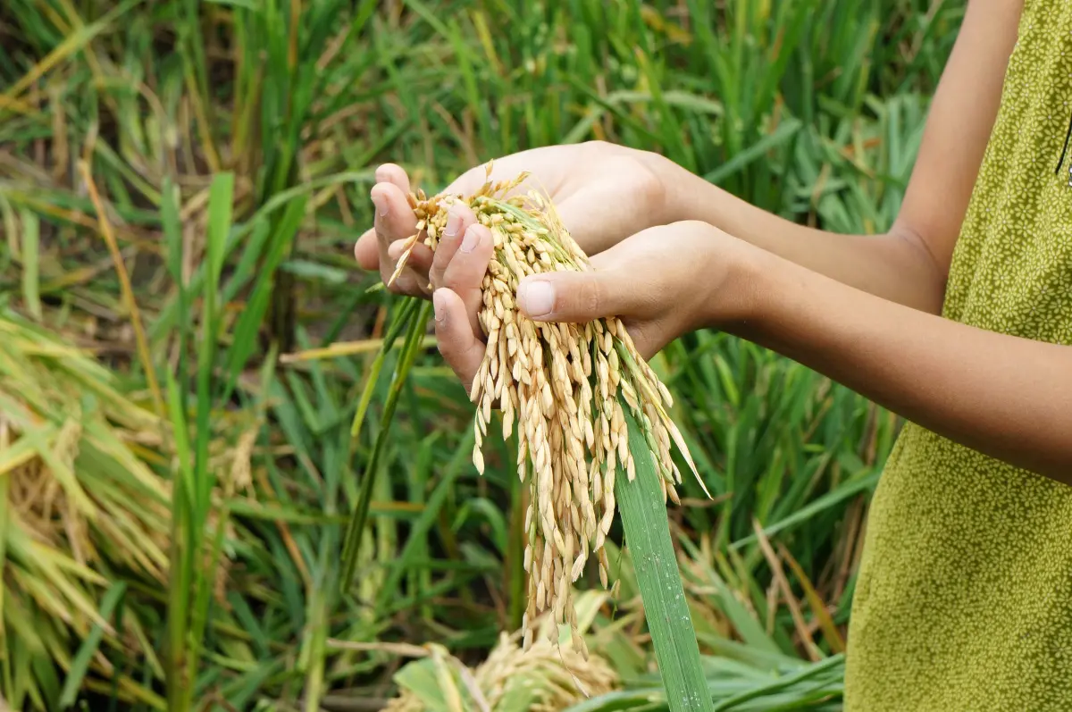 A girl holds agricultural yields in her hands