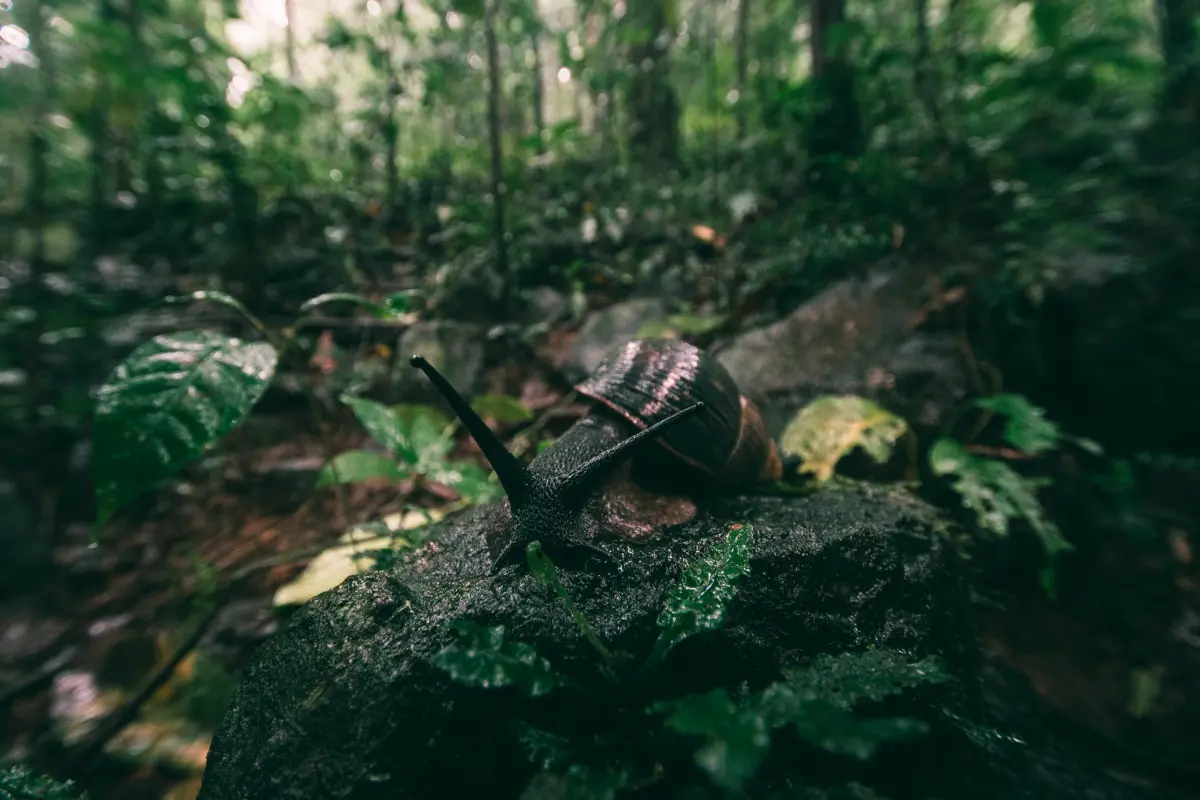 snail in forest