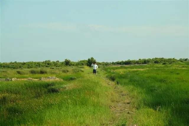 Natural grasslands in Phu My Habitat and Species Conservation Area