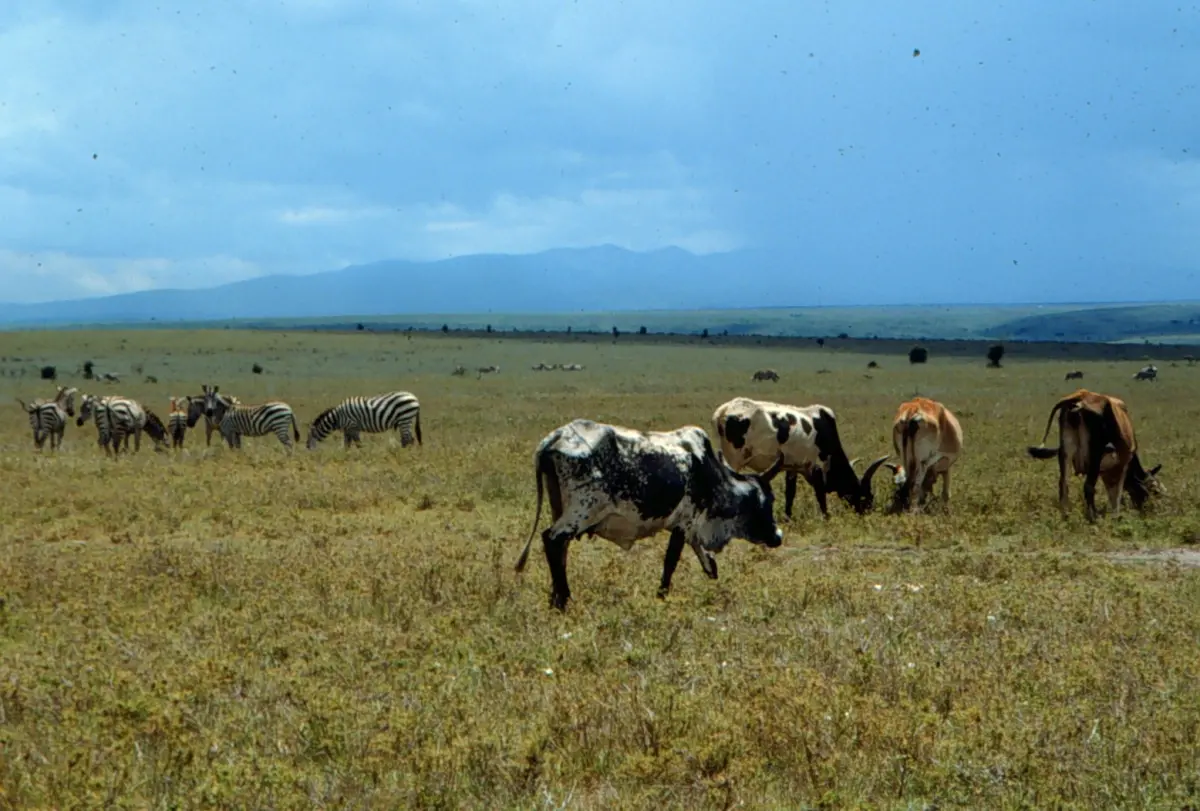 Cattle and wildlife in Kenya