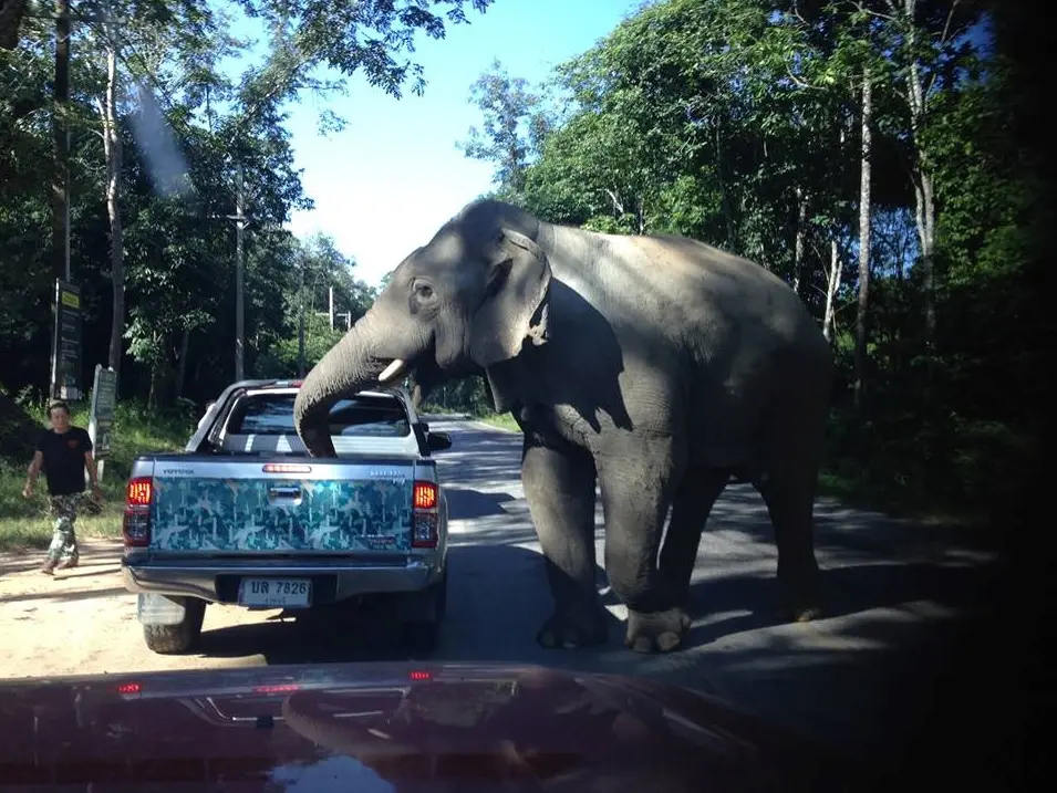 An elephant investigates the bed of a pickup truck
