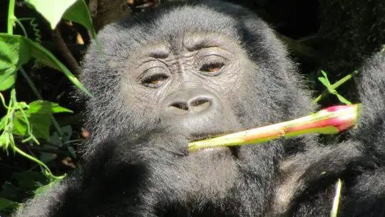 Bwindi is famous for its mountain gorillas – but there are other attractions