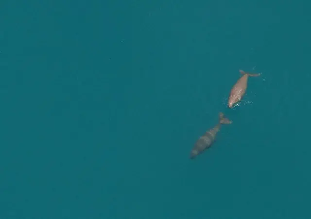 A rare sight even from the air- a dugong pair!