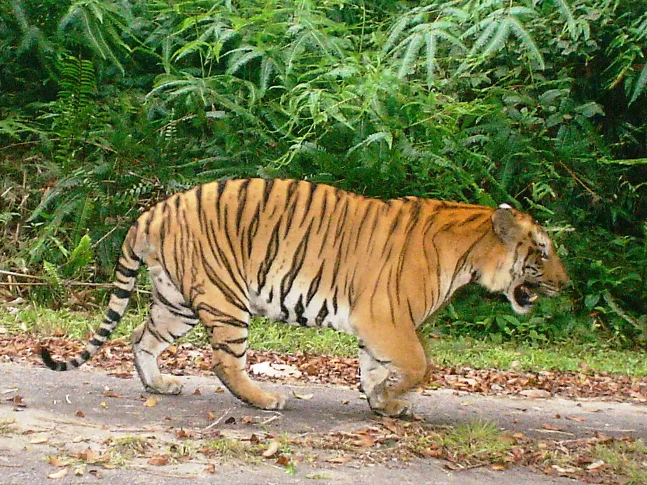 camera traps capturing local tiger activity are an integral part of project