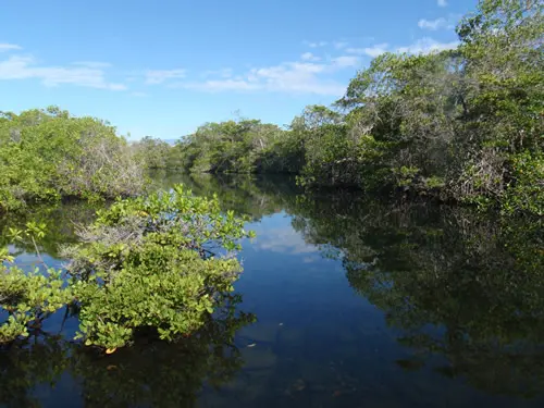 Mangrove finch habitat