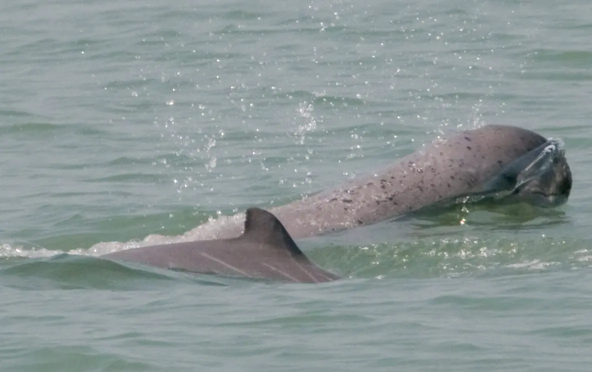Irrawaddy dolphins at sea