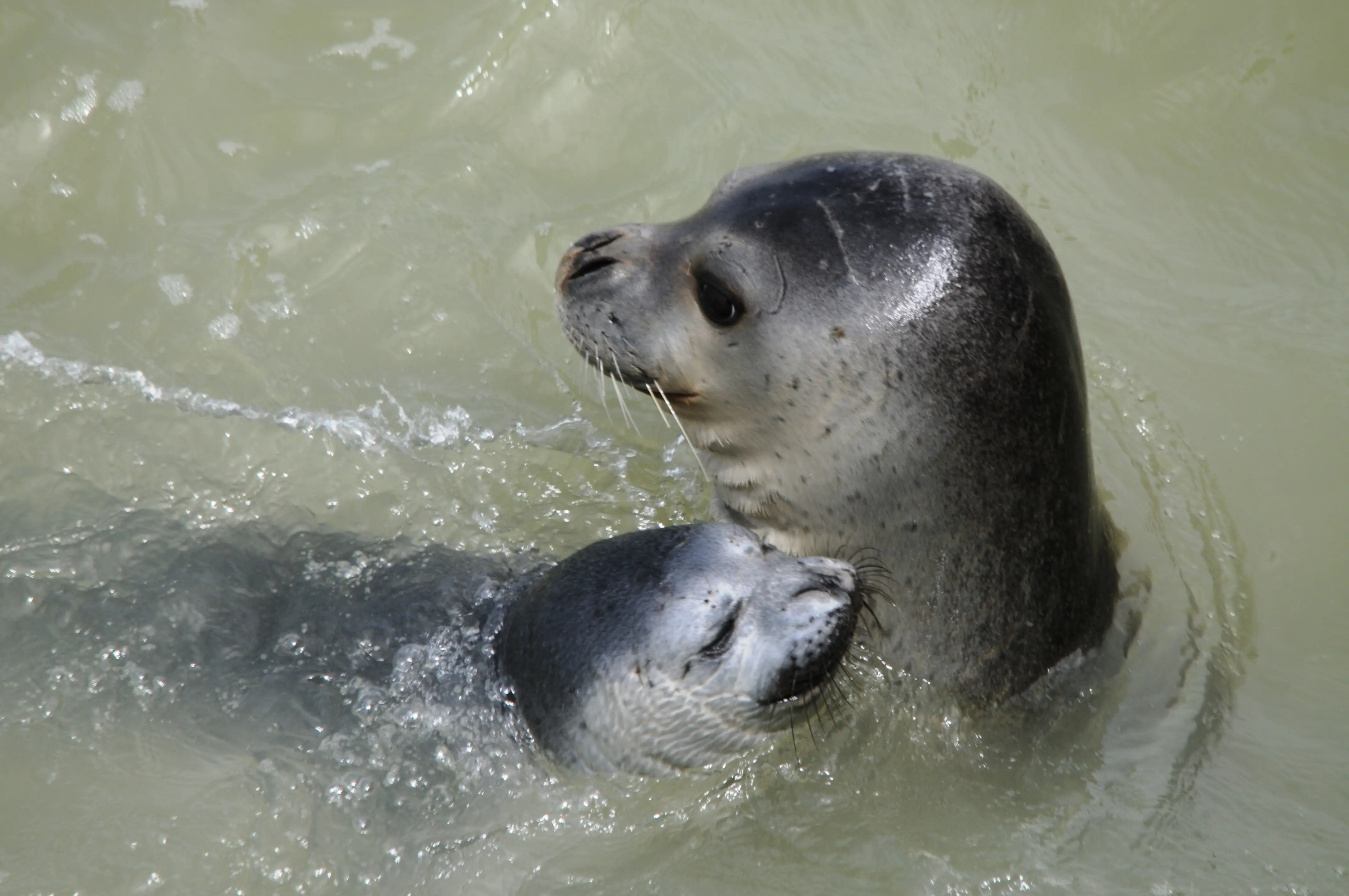 67 baby seals were born this season. On this photo
other with two months age calf.