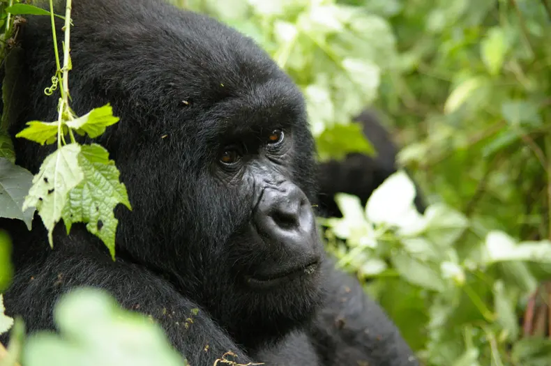 Mountain gorilla, Virunga National Park, World Heritage site