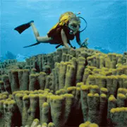Pillar coral in Marine Protected Area, Bahamas